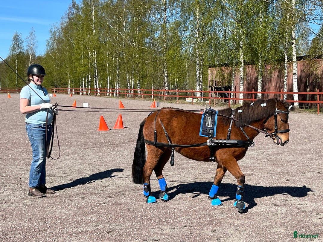 Körselar körning till salu: Parselar ponny Ideal i Västra Ämtervik - Annons 18