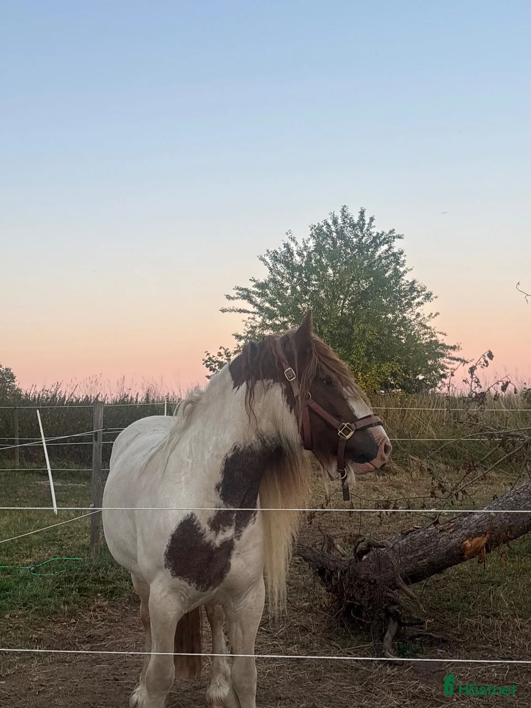 Allround hästar till salu: Riktig blickfångare till ridning & Avel!😍 - Annons 2