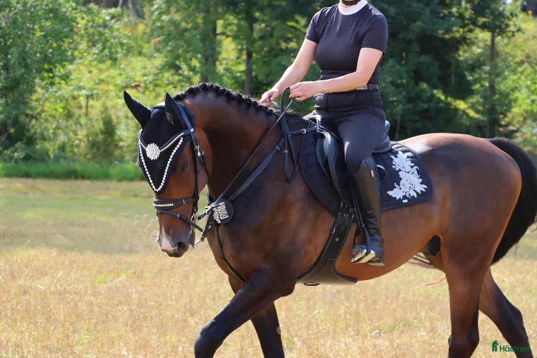 Hoppning hästar till salu: Trevlig SWB valack - Annons 2