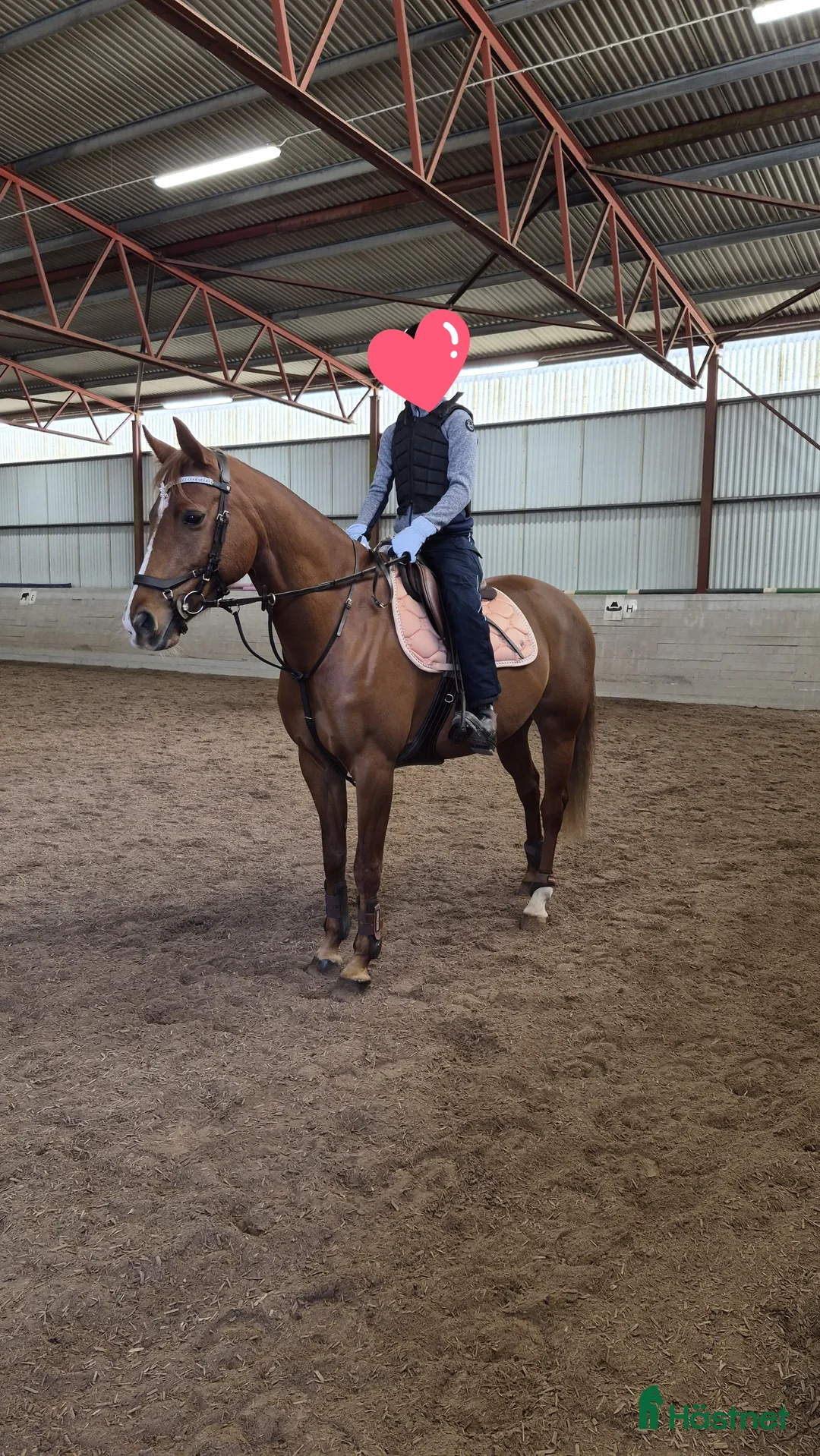 Allround hästar till salu: Take a Chance on Me- fuxsto född 2019 - Annons 1