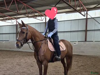 hästar Take a Chance on Me- fuxsto född 2019 - Annons 1