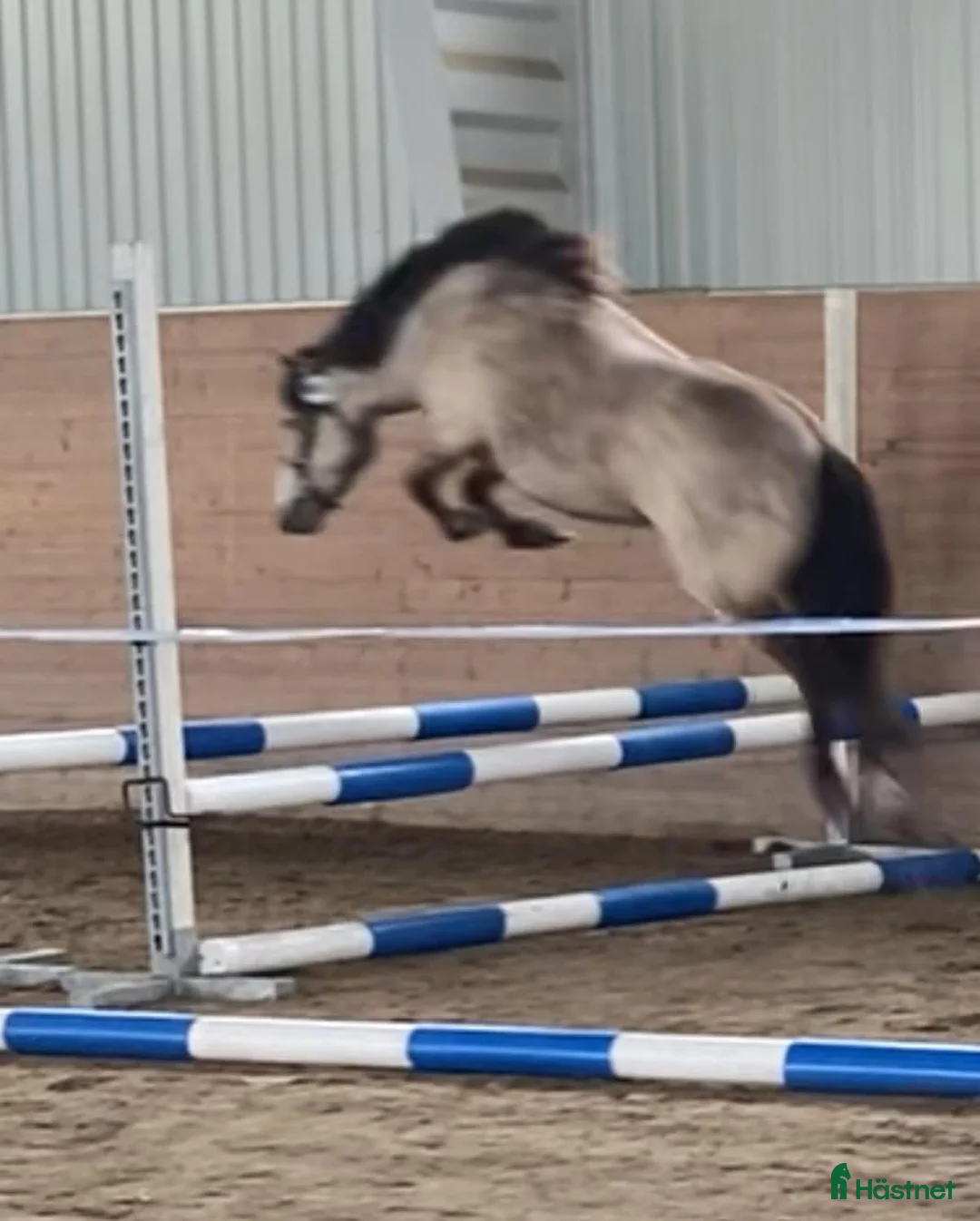 Allround hästar till salu: Diplomsto 40p med 9:a på traven i Sundsvall - Annons 3