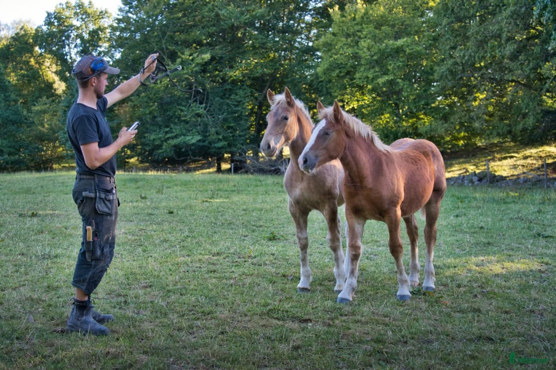 Allround hästar till salu: Ardenner Stoföl (e. Cronas Waldemar) i Kågeröd - Annons 4