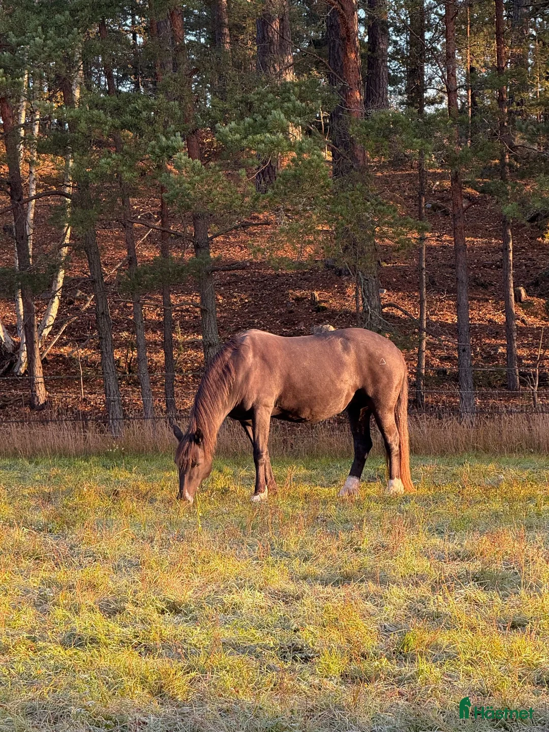  medryttarhäst finnes: Skogsmullehäst söker medryttare - Annons 2