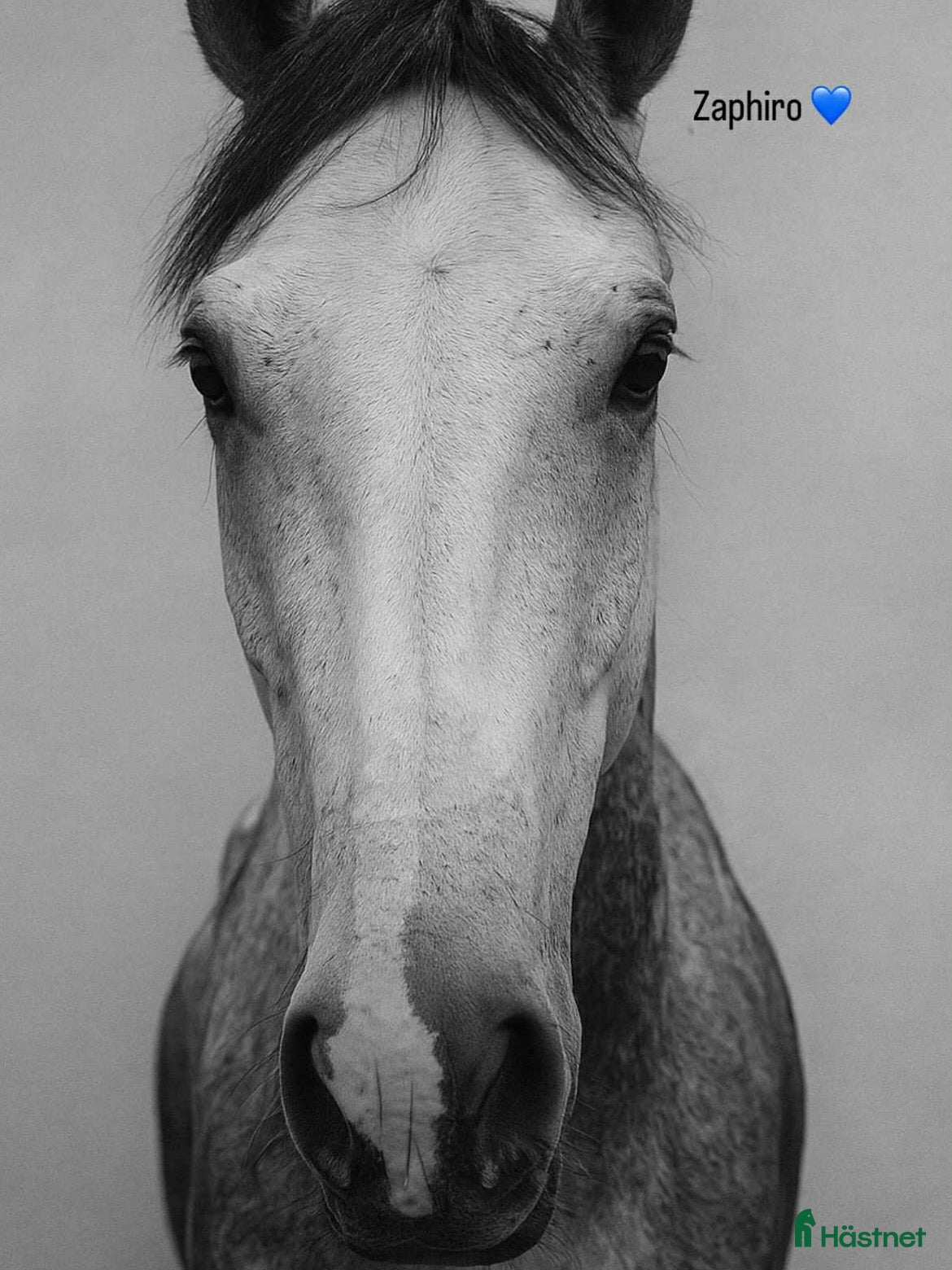 Allround hästar till salu: Killen med enormt hjärta  i Vassmolösa - Annons 3