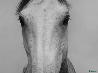 Allround hästar till salu: Killen med enormt hjärta i Vassmolösa - Annons 3