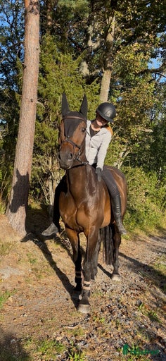 Galleribild {{count}}