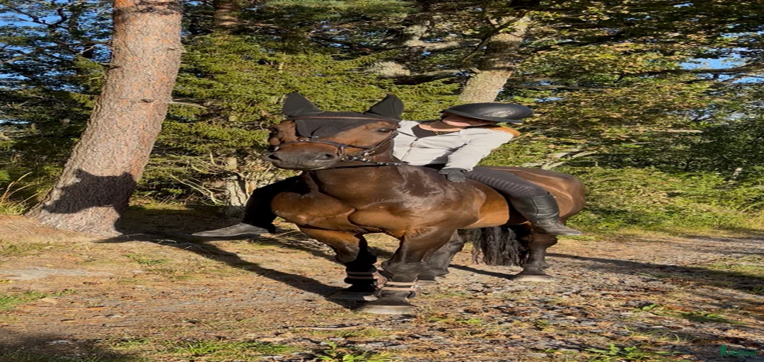 Galleribild {{count}}