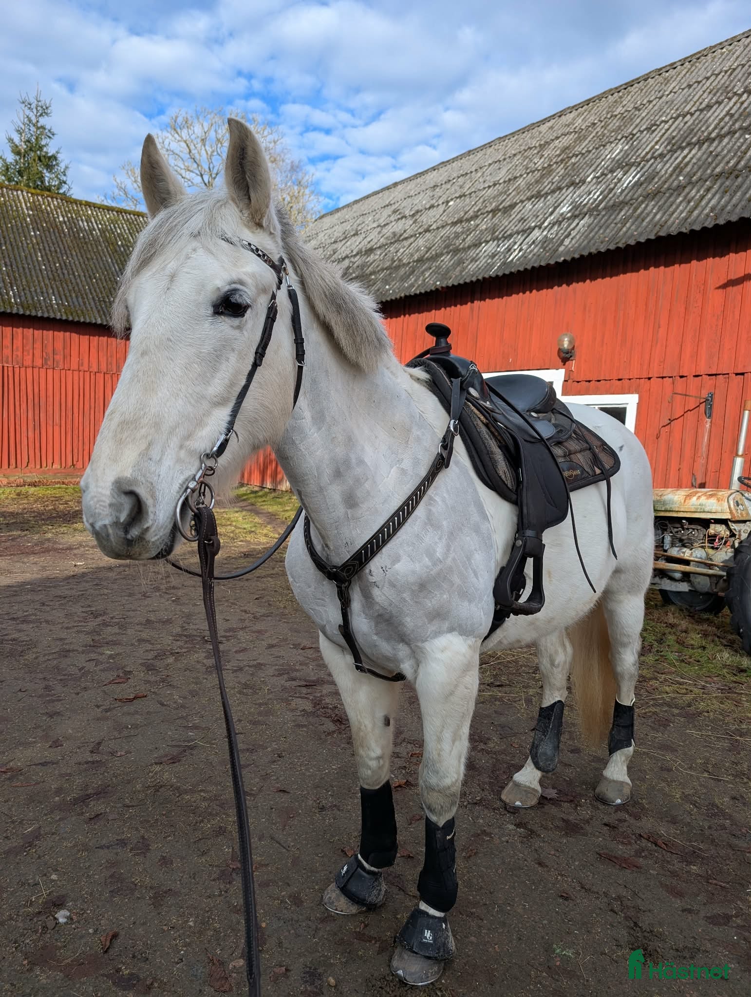  foderhäst PRE sto: ALEGRA AF AVALON - Annons 1