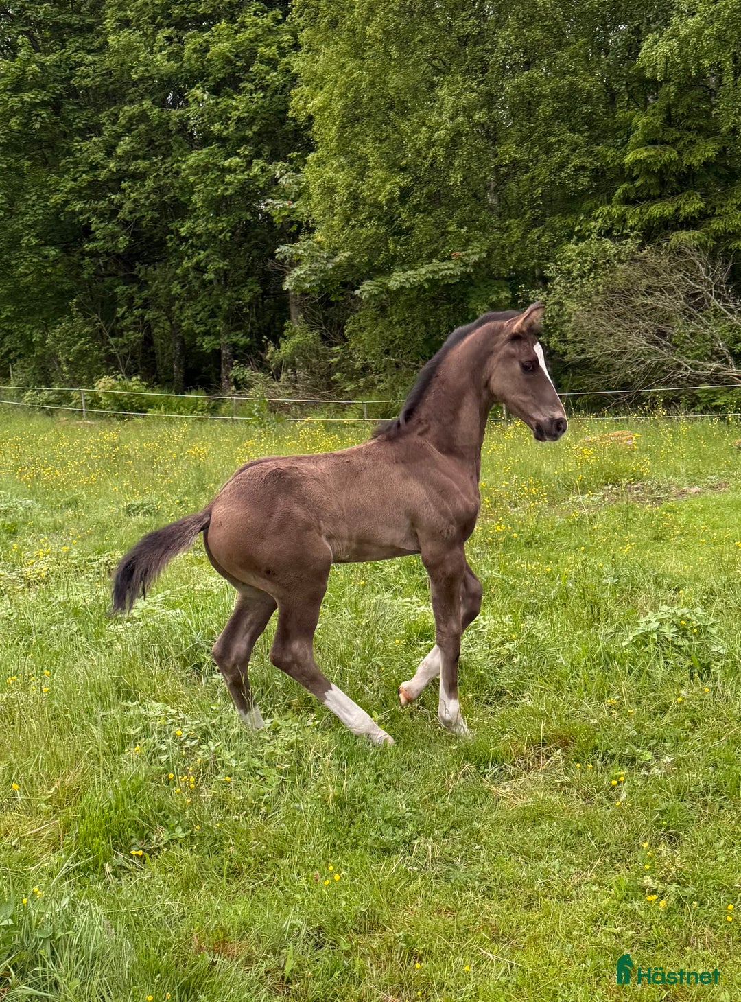 Dressyr hästar till salu: Premieföl - Högst bedömt i Sverige 2025 i Borås - Annons 6