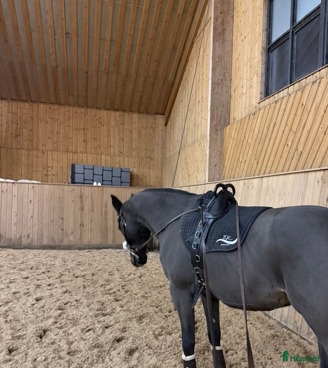 Övrig Hästutrustning hästutrustning Tömkörning/ridgjord inkl tömmar - Annons 2