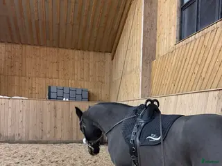 Övrig Hästutrustning hästutrustning Tömkörning/ridgjord inkl tömmar - Annons 2