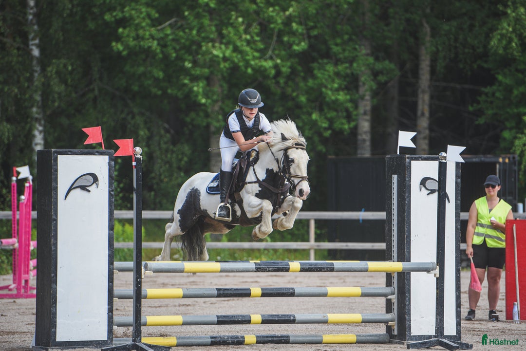 Hoppning hästar till salu: Trevlig hopponny i Linghed - Annons 1