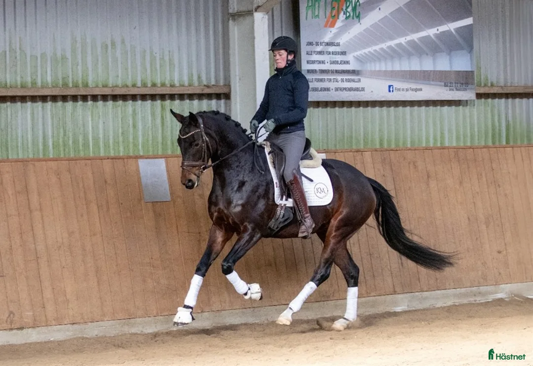 Dressyr hästar till salu: Super smart velgående unghest - Annons 2