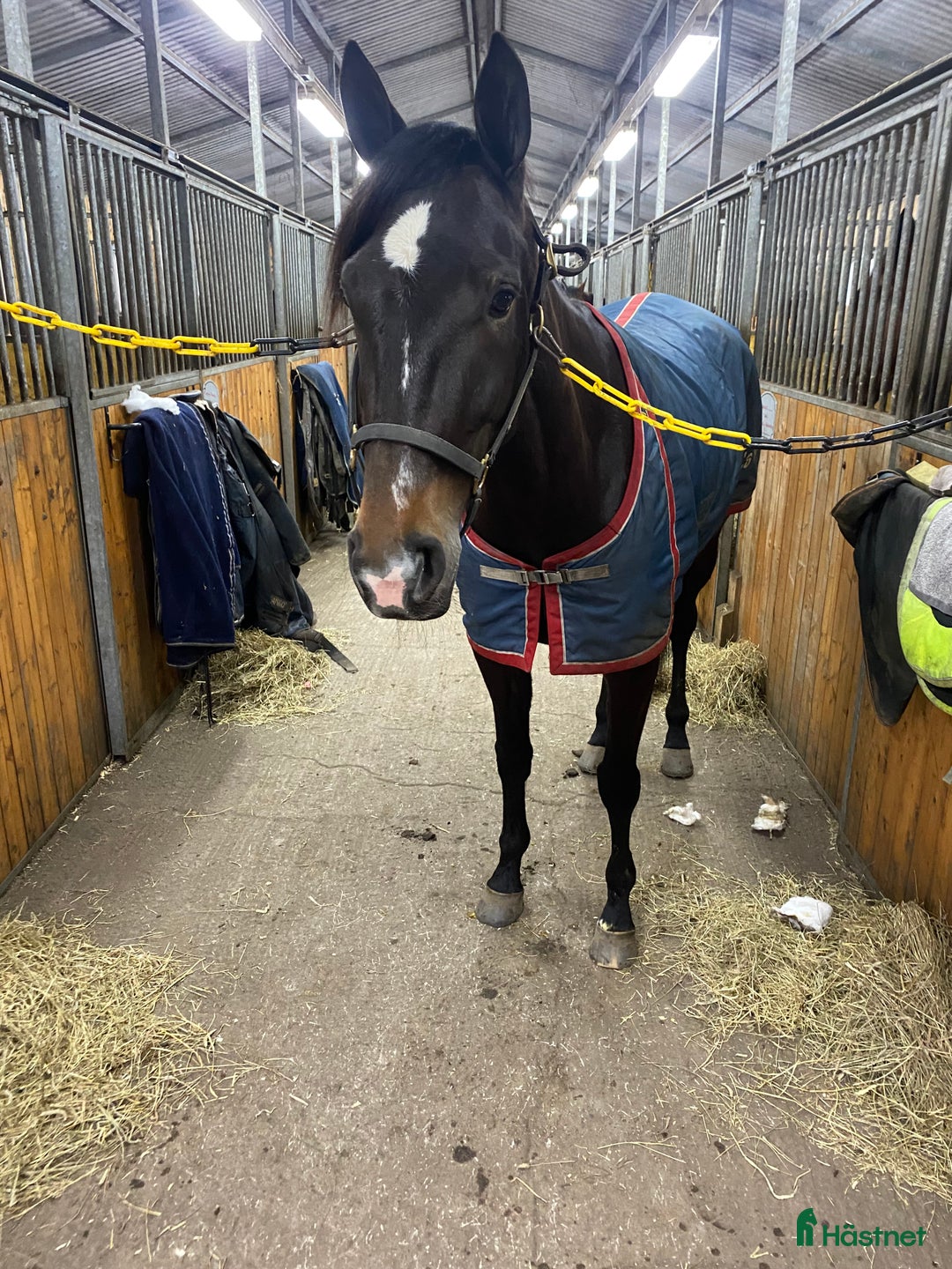 Trav hästar till salu: Fint sto - Annons 1