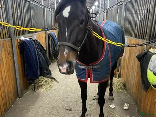 hästar Fint sto - Annons 12