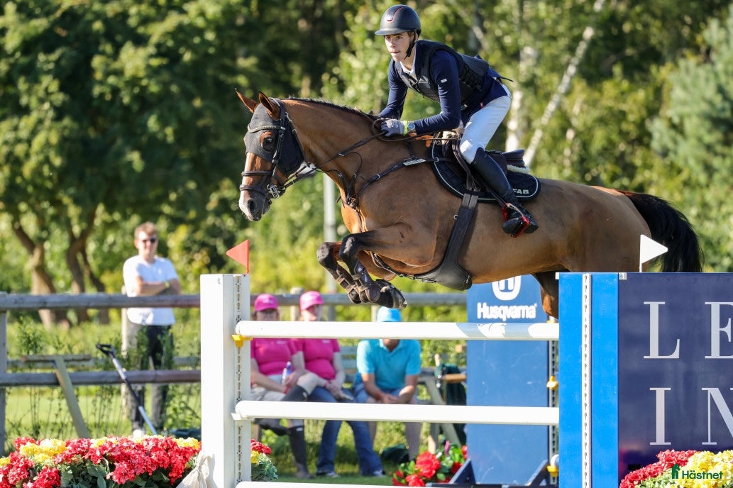  hästar Toppstammat prestationssto med tävlingsmeriter - Annons 5