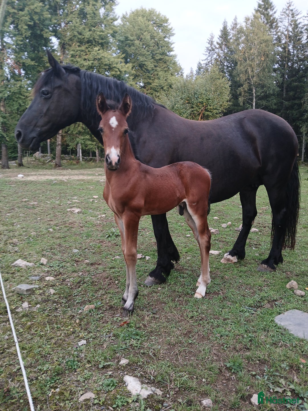 Allround hästar till salu: Charmig welsh partbred hingst 🌟 i Älmhult - Annons 4