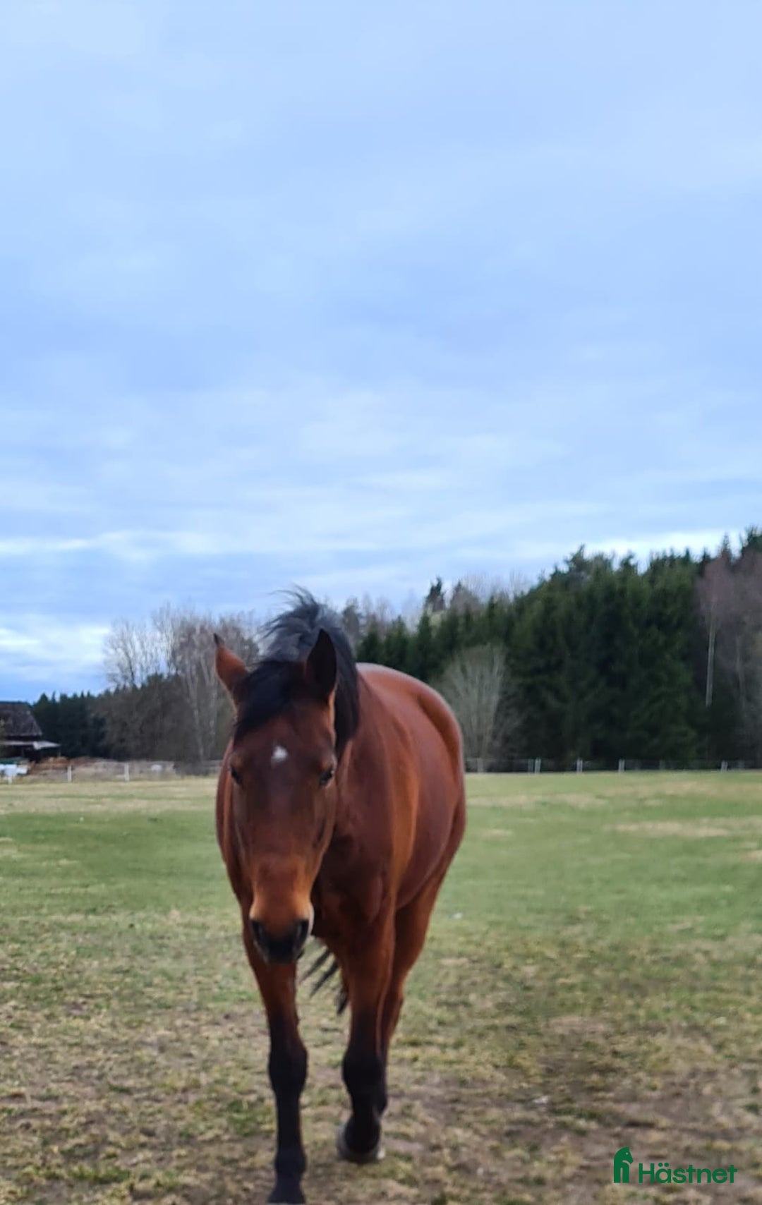 Allround hästar till salu: Mysig Halvblods valack  i Götene - Annons 2