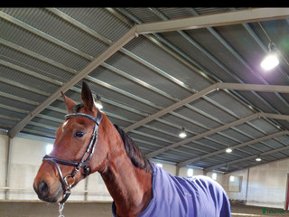 Övrig Hästutrustning hästutrustning till salu: Walker-/skrittmaskinstäcke, träningsschabrak i Västra Frölunda - Annons 2