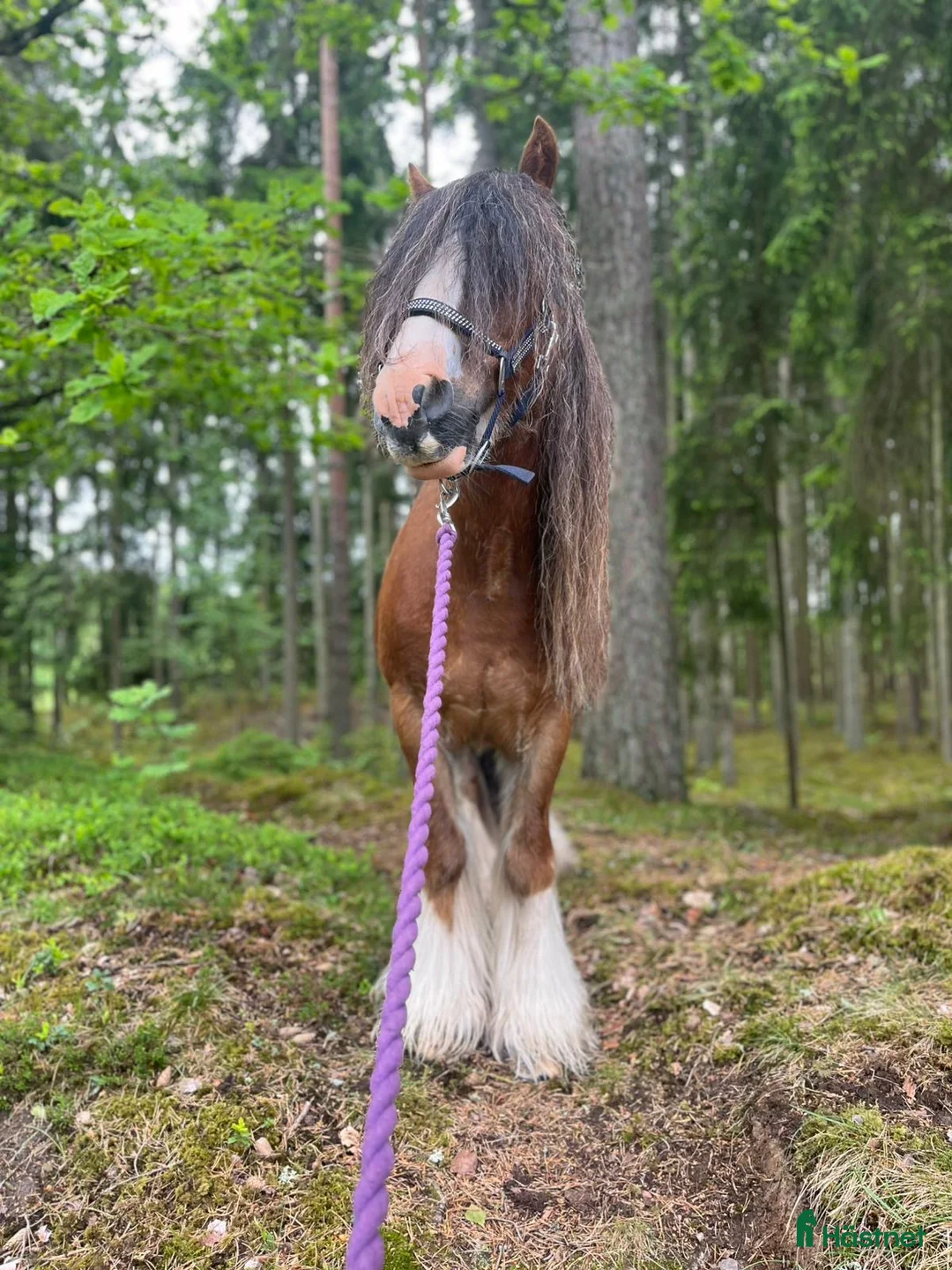 Allround hästar till salu: Trevlig tävlingsponny! - Annons 1