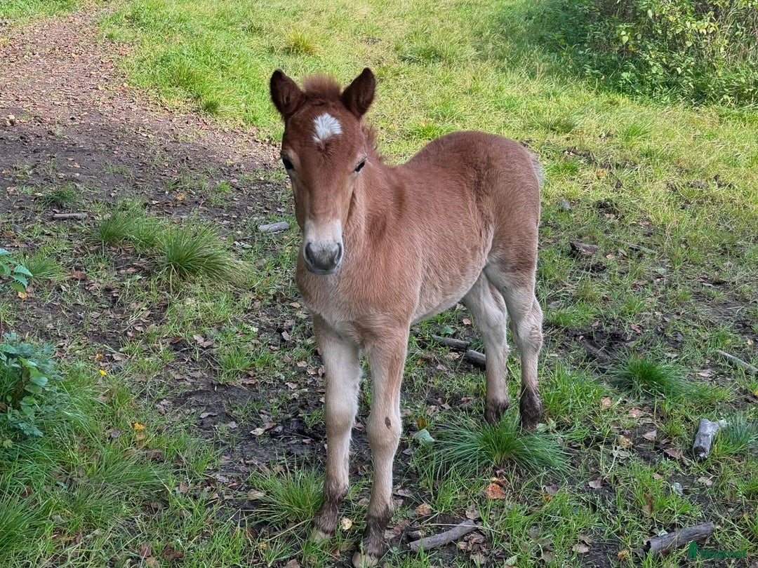 Allround hästar till salu: Tufft sto med potential i Svensbyn - Annons 6