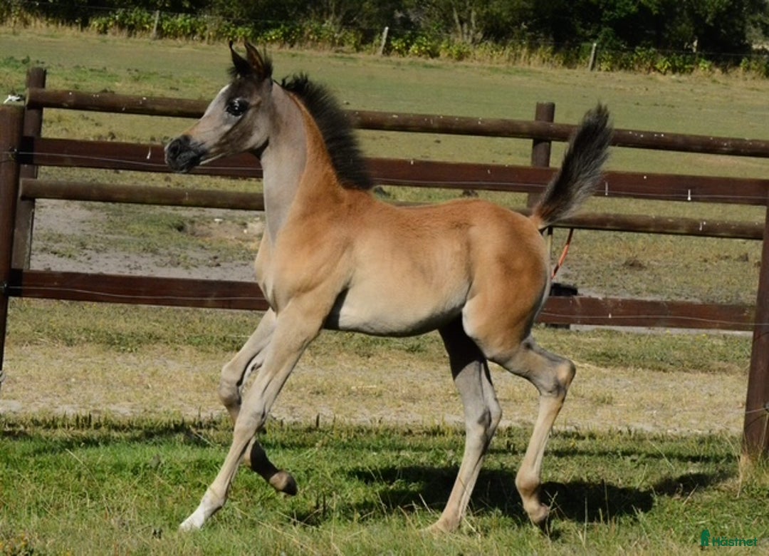 Avelshästar hästar till salu: Super 3 års hoppe til avl og udstillinger i Videbæks kommun - Annons 2