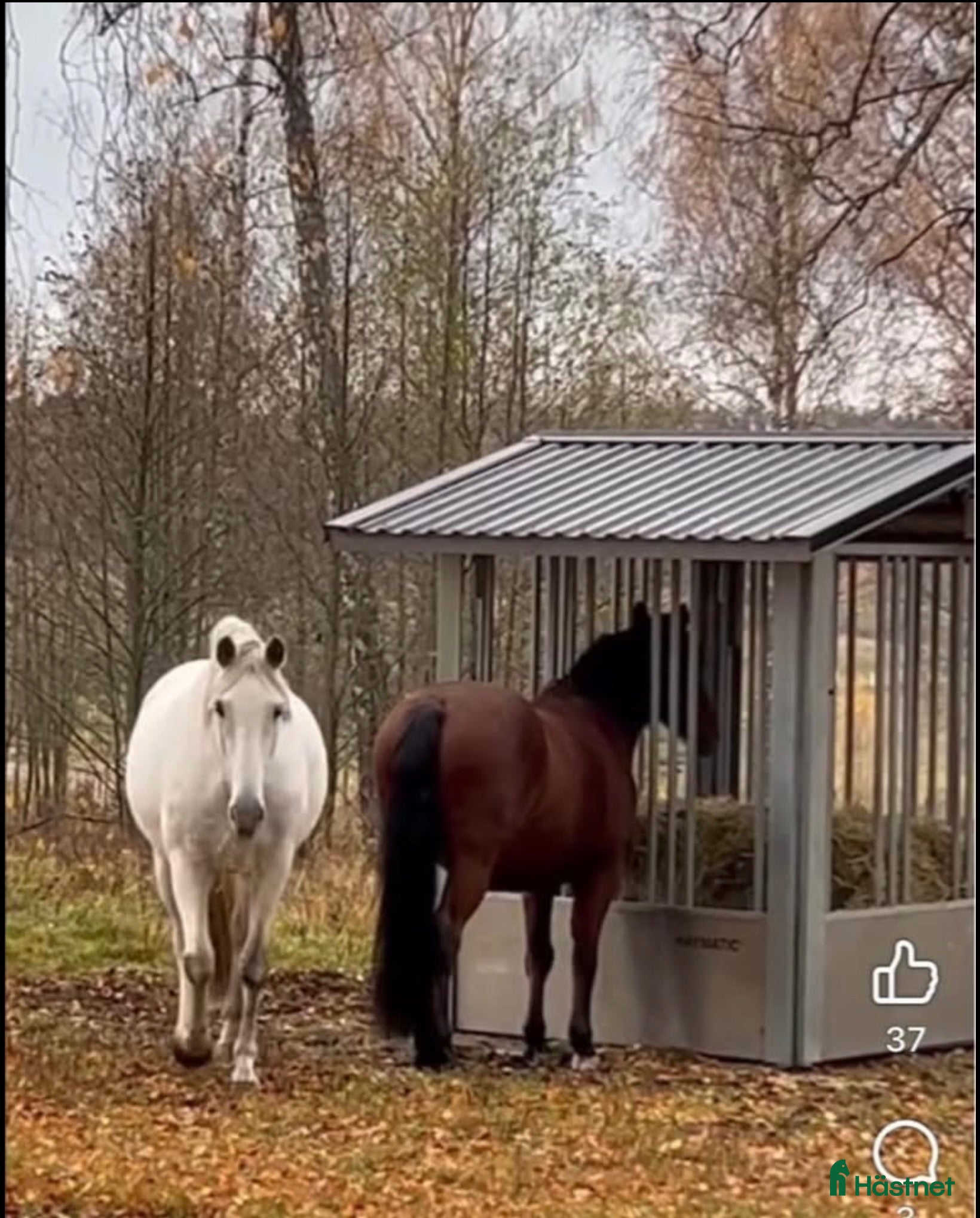  stallplats LÖSDRIFT - Lovön/Drottningholm🐎🐎🐎 - Annons 18