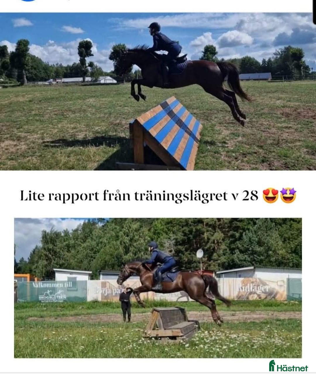 Allround hästar till salu: Elegant multi-talang i Svärtinge - Annons 5