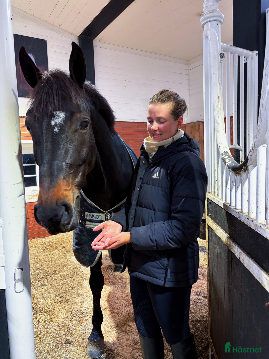 Hoppning hästar till salu: Fantastisk hoppe med mye ubrukt potensiale  i Gjerdrum - Annons 5