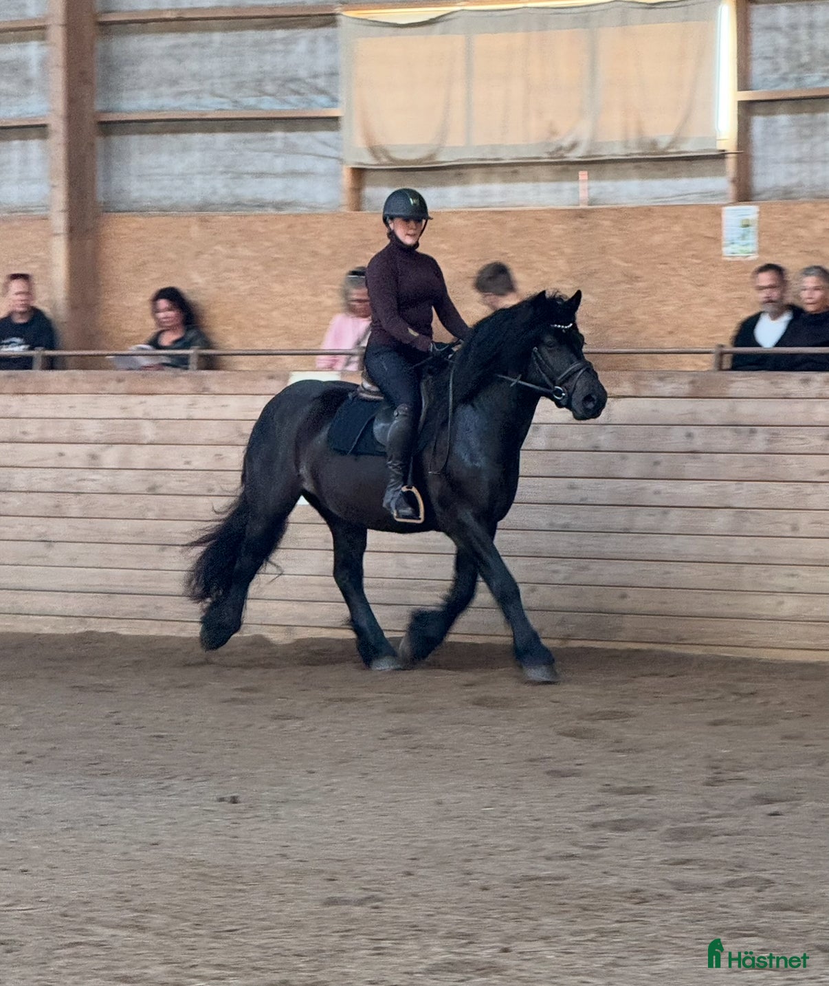  hästar 6 årig valack  i Odensbacken - Annons 9