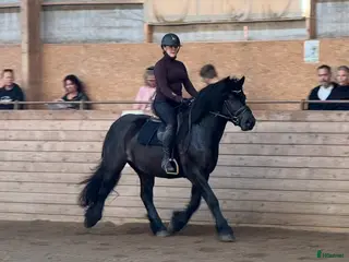 hästar 6 årig valack i Odensbacken - Annons 9