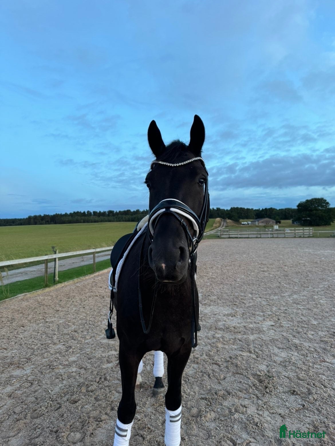  hästar Dressyrstjärna till salu 🌟 - Annons 1