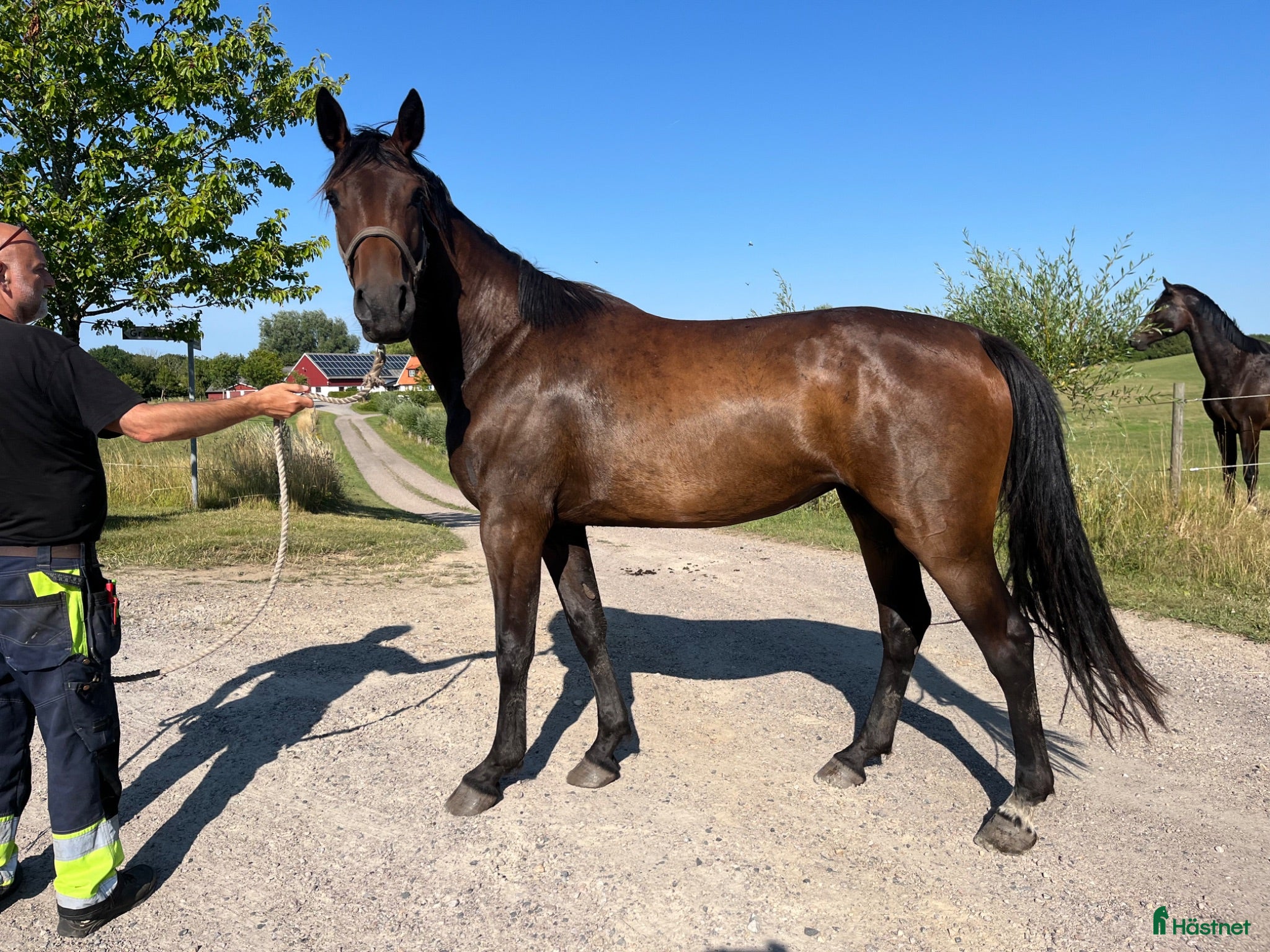  hästar Inriden 3-åring för hopp och dressyr - Annons 2