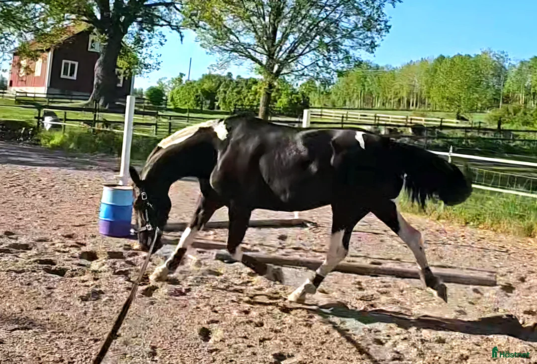 Allround hästar till salu: Vackert Sto i Vimmerby - Annons 3