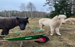 Island hästar till salu: Sockersöt sto i Näshulta - Annons 6