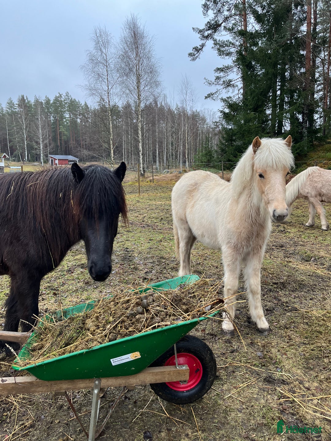 Island hästar till salu: Sockersöt sto i Näshulta - Annons 6