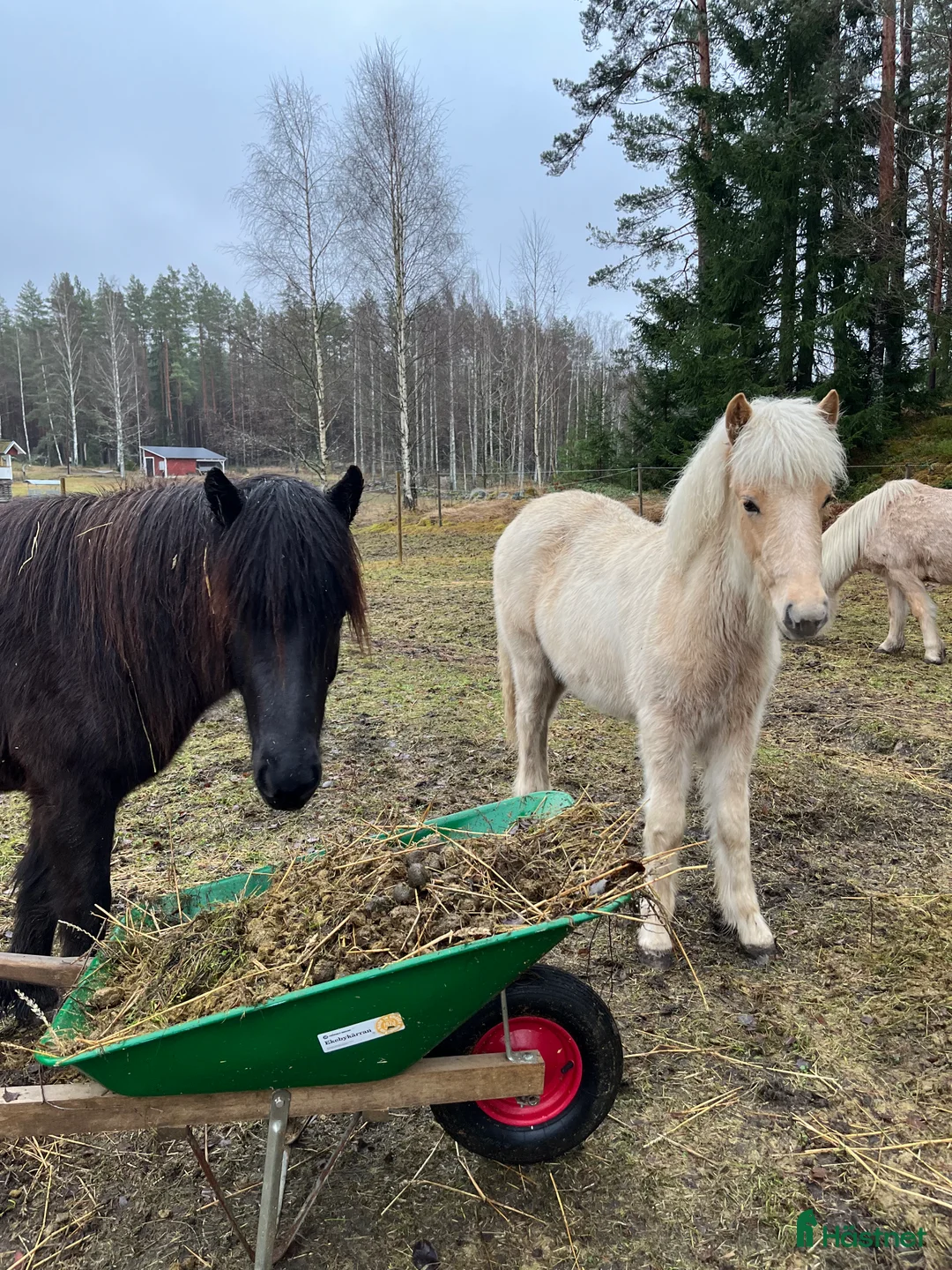 Island hästar till salu: Sockersöt sto i Näshulta - Annons 6