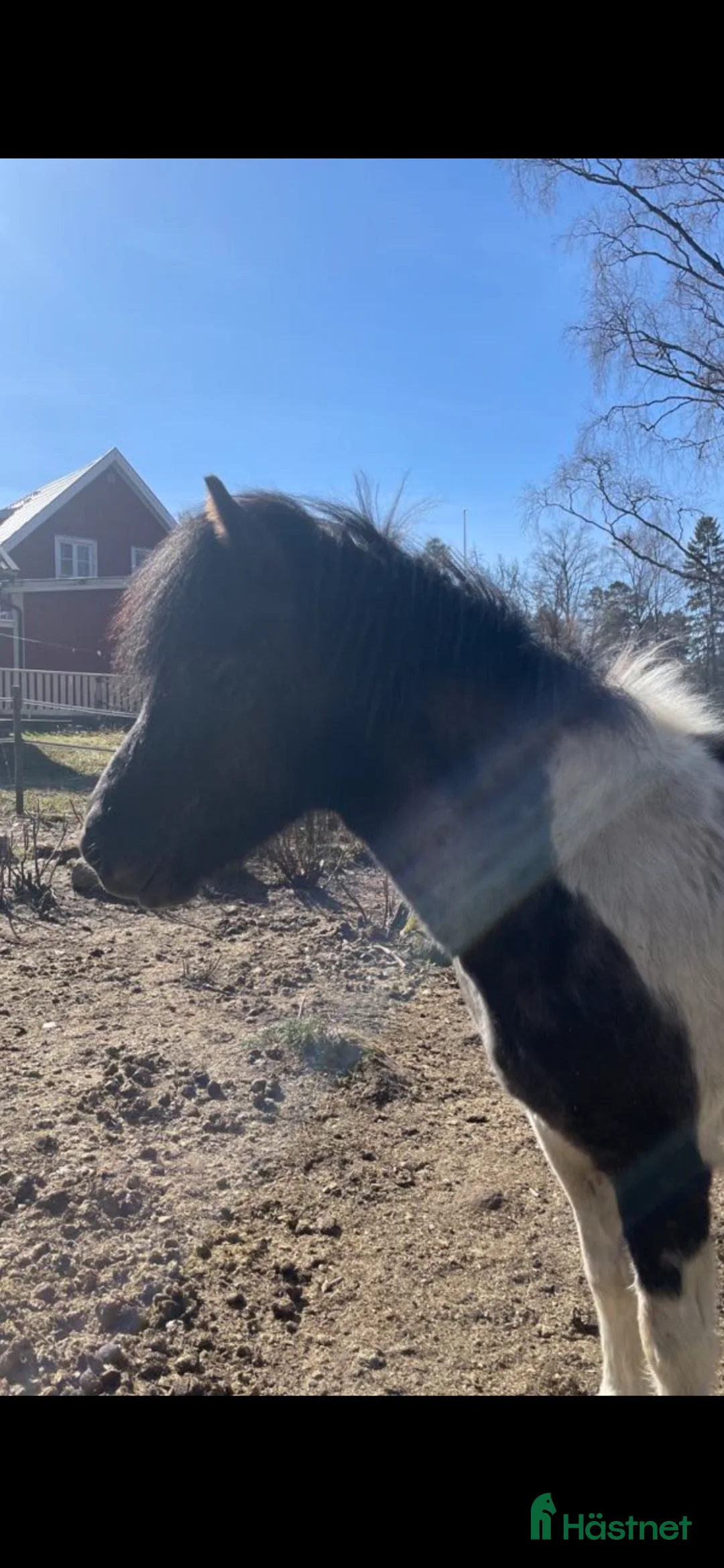 Island hästar till salu: Hrimbakur i två led sto fyra år och grundriden  i Stockholm - Annons 2