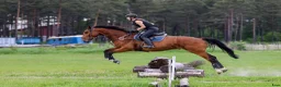  medryttarhäst sökes: Medryttarhäst sökes i Nyköping  i Nyköping - Annons 3