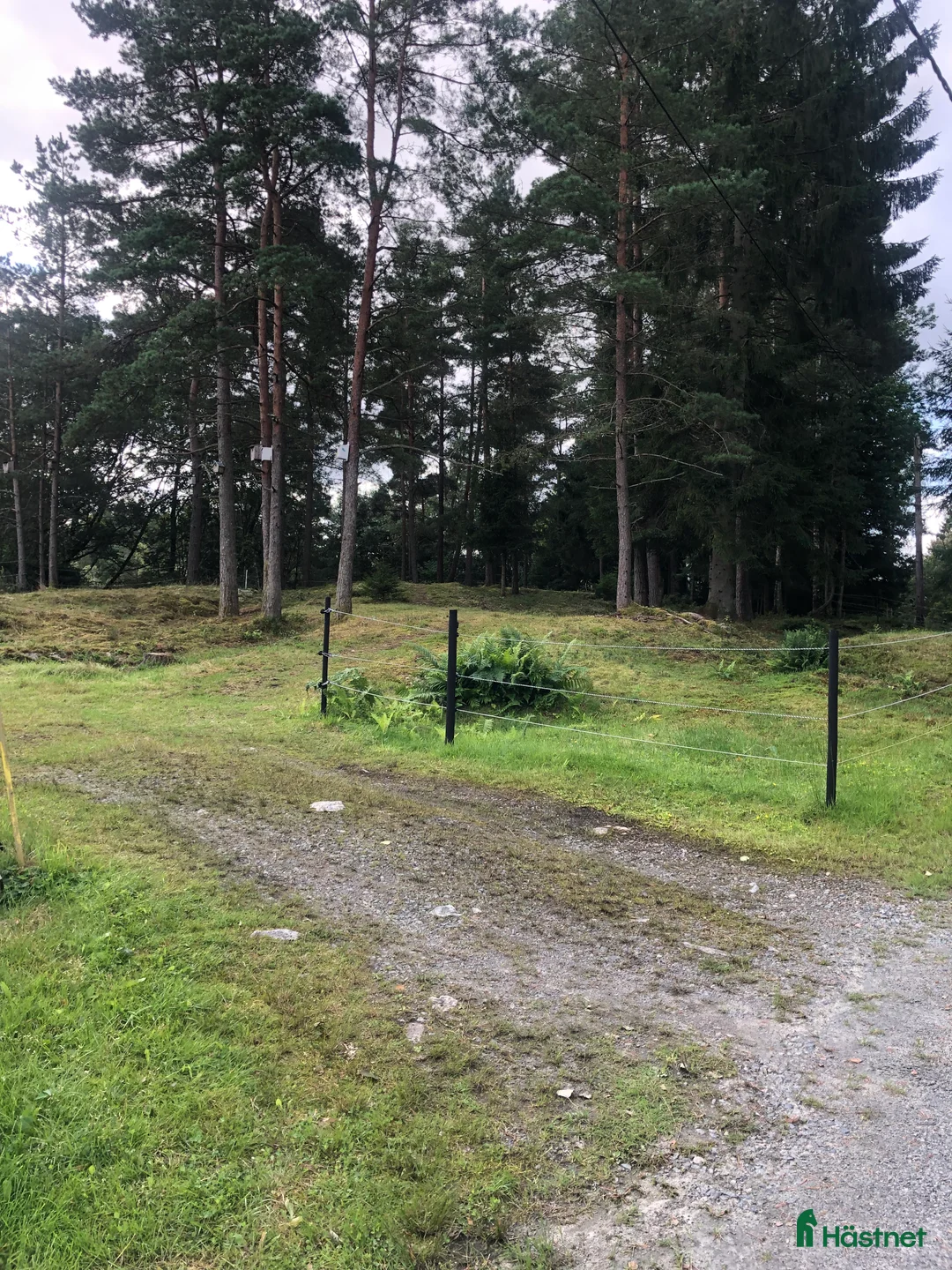 Island hästar sökes: 🐴Islandshäst Valack🐴 - Annons 8