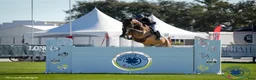  hästjobb finnes: Norway • Italy • Spain • Horses • Shows • Travel🐴 - Annons 6