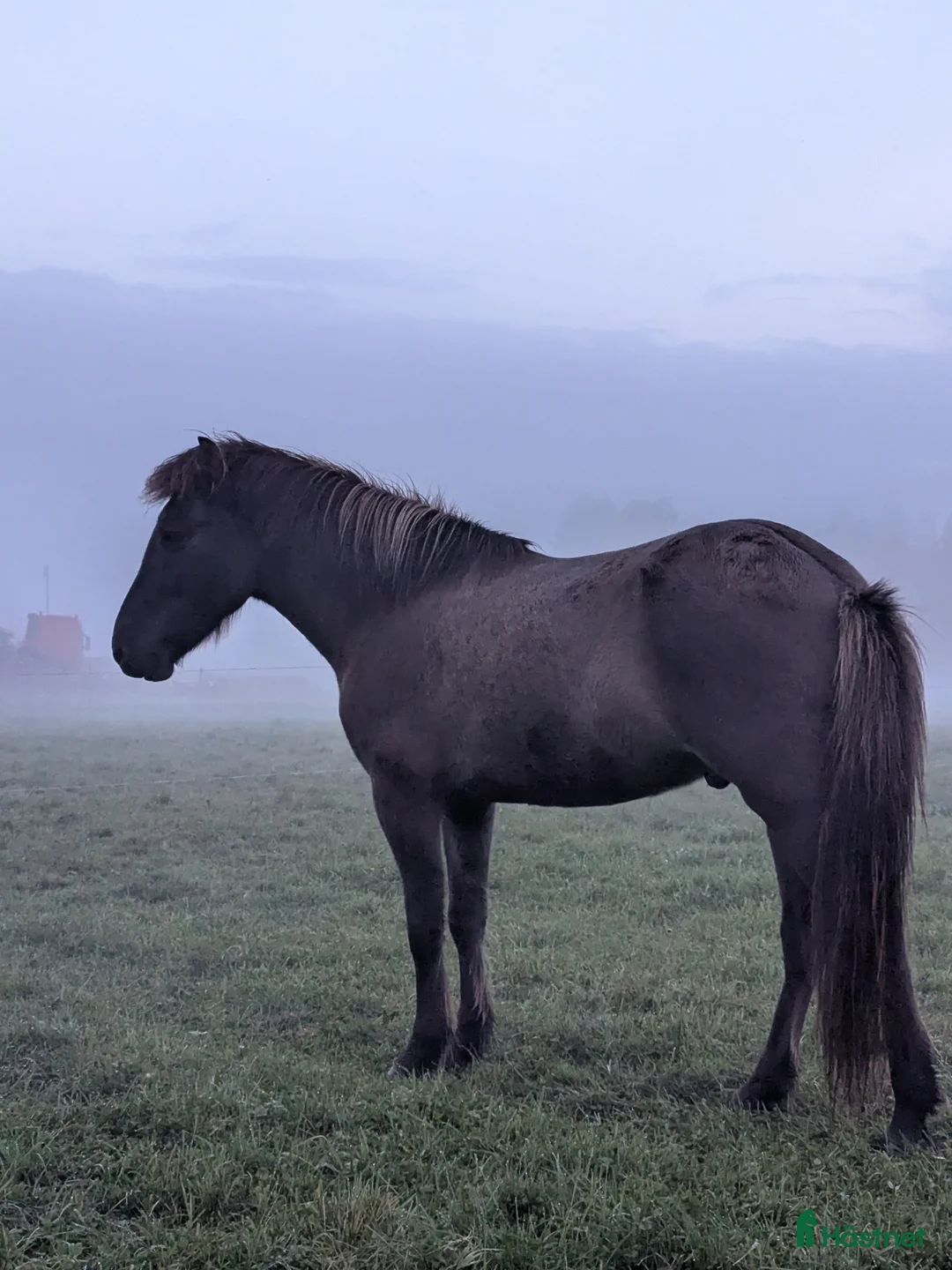 Island hästar till salu: Talang med guldkantad stam Isidor från Knutshyttan - Annons 2