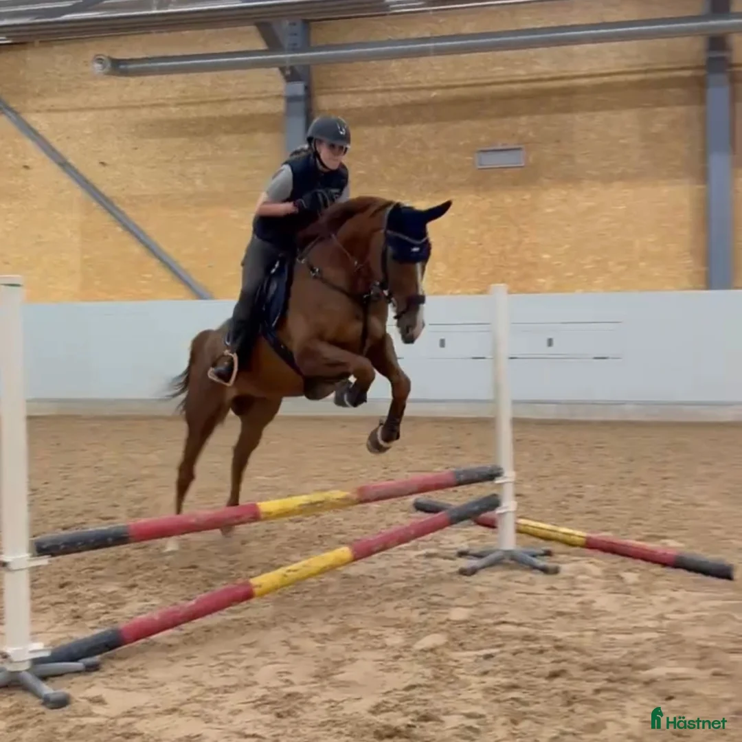 Hoppning hästar till salu: Potential showjumper - Annons 2