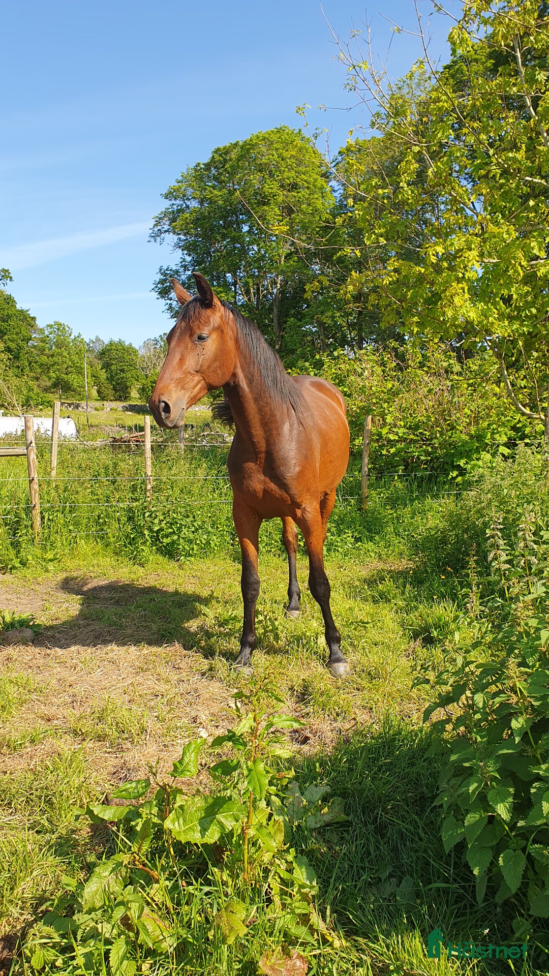 Hoppning hästar till salu: Tvååringar för hopp & fälttävlan i Lammhult - Annons 8