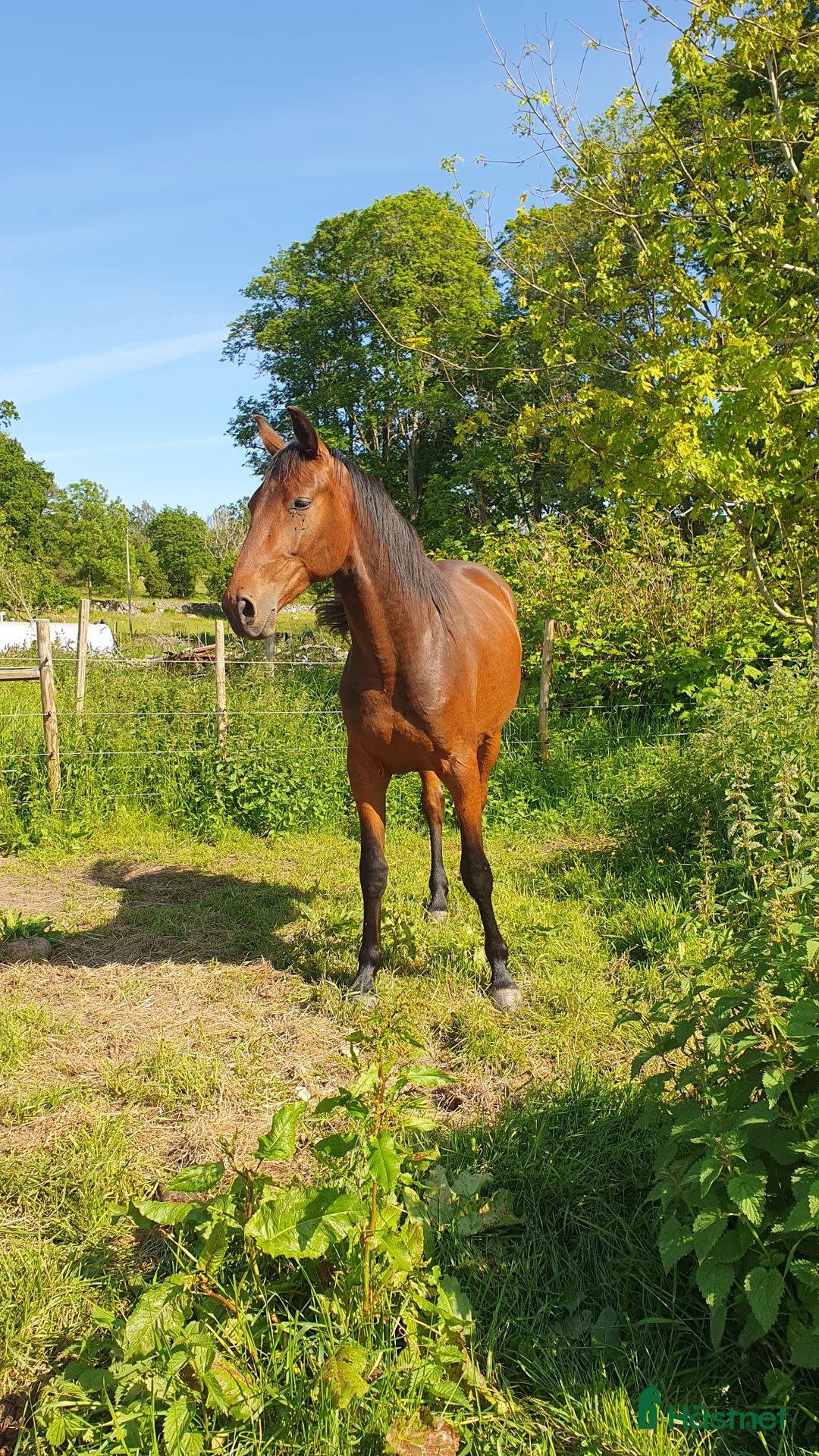 Hoppning hästar till salu:  Treåringar för hopp & fälttävlan - Annons 8