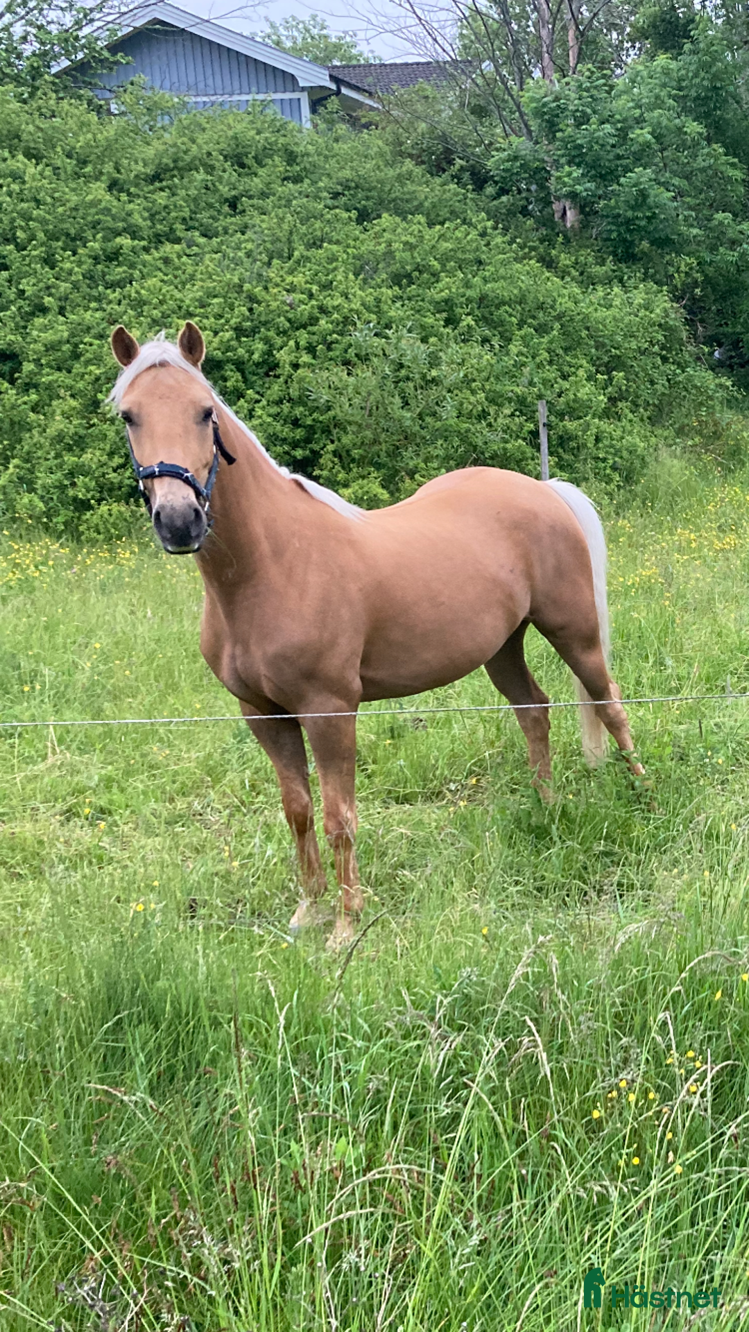 Allround hästar till salu: Gyllene Morganvalack i Vallda - Annons 4