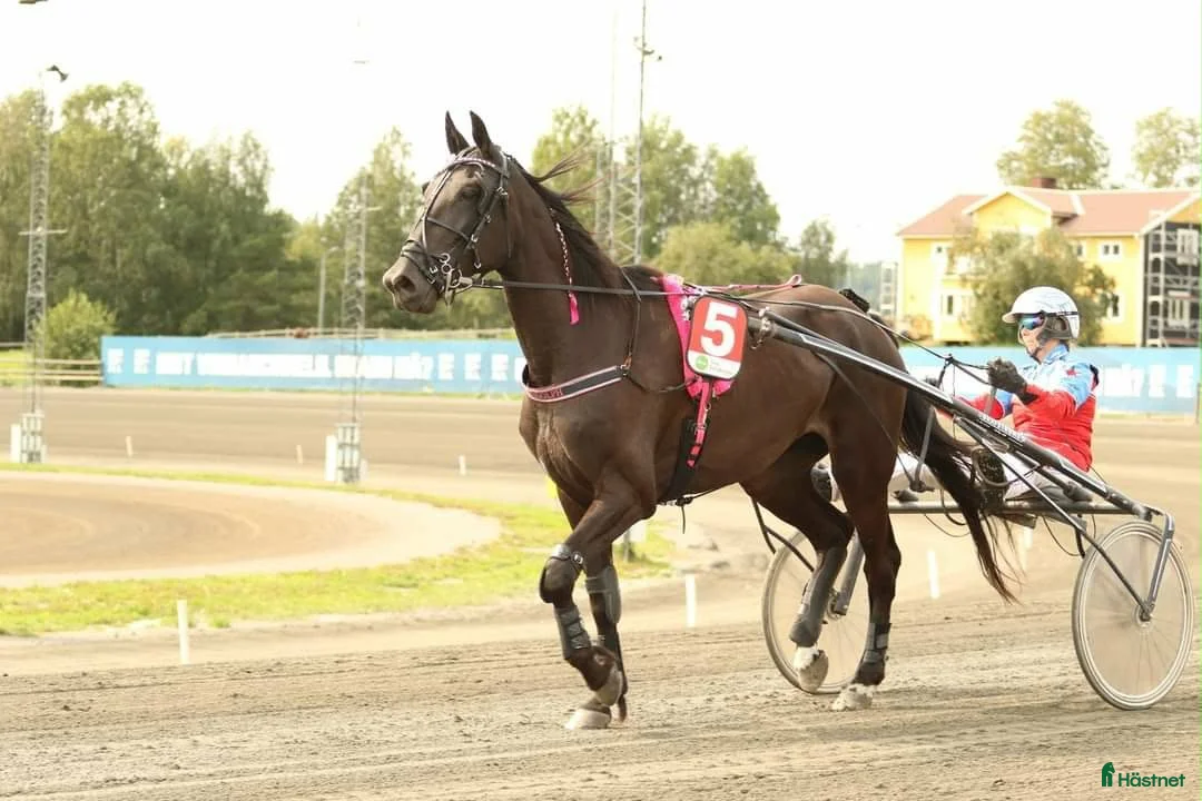 Allround hästar till salu: Varmblodssto  - Annons 2