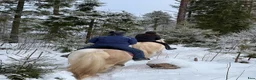 Allround hästar till salu: Gypsy Cob selges! - Annons 18