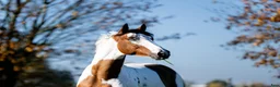 Avelshästar hästar till salu: Holsteinersto  - Annons 2